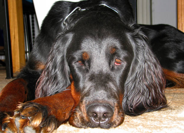 Tired Gordon Setter dog lying in a living room Tired Gordon Setter dog lying in a living room irish red and white setter puppies stock pictures, royalty-free photos & images