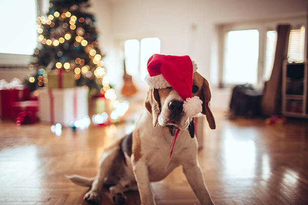 Tired of decorating for New Year's Eve Cute beagle dog with a Santa's hat having a nap on New Years Eve celebration happy new year dog stock pictures, royalty-free photos & images