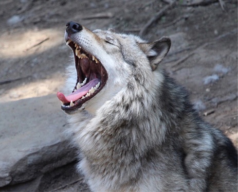 疲れたオオカミ あくびをするのストックフォトや画像を多数ご用意 Istock
