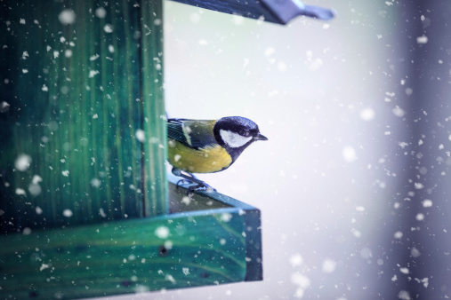 Tit in a bird house on a snowy winter day.