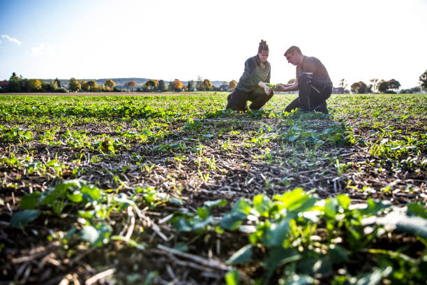 To calculate weeds, two farmers kneels in a rape field and measure with a folding ruler stock photo