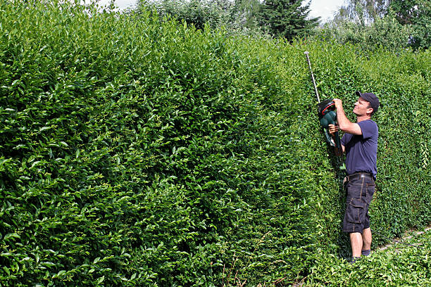 To clip a hedge, gardening stock photo