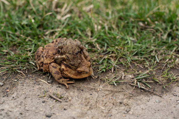 Toad with her baby stock photo