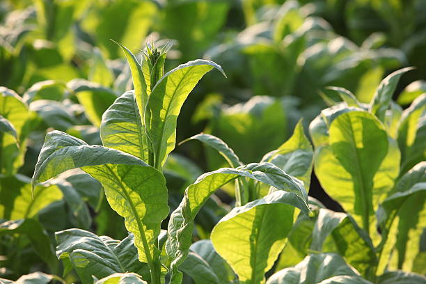 tobacco leaves in bloom stock photo