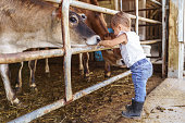istock Toddler girl greeting friendly cows on dairy farm 1342333180