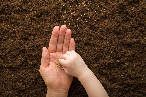 Toddler hand taking seeds from young adult mother palm and planting tomatoes in soil. Closeup. Preparation for garden season in early spring. Point of view shot. Top down view.