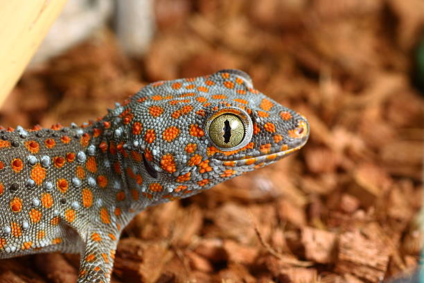 Tokay Gecko, Gekko Gecko Macro photograph of the head of a tokay gecko tokay geckos stock pictures, royalty-free photos & images