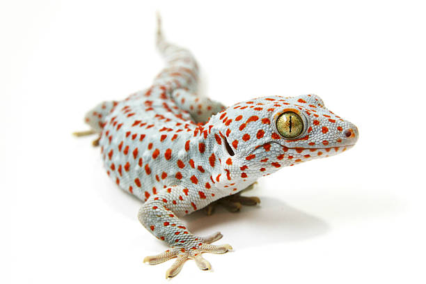 Tokay Gecko Normal morph male Tokay Gecko tokay geckos stock pictures, royalty-free photos & images