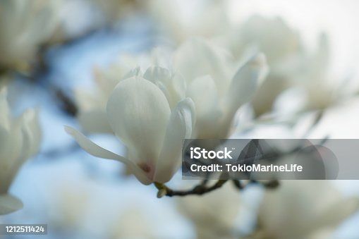 istock Tokyo,Japan-March 15, 2020: White magnolia blossoms in Tokyo 1212511424