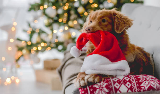 Toller retriever in Christmas time stock photo
