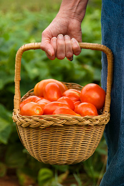 Tomato Harvest stock photo