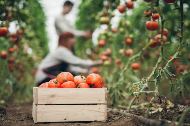 Tomato harvest time Group of young gardeners picking tomatoes in greenhouse. Crate full of juicy tomatoes in focus tomato stock pictures, royalty-free photos & images