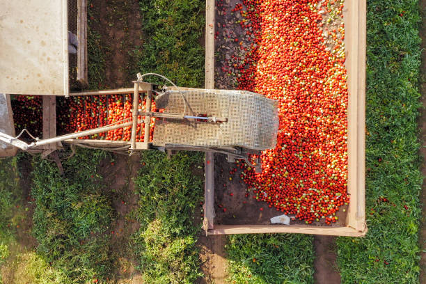 tomato harvester loading a trailer with fresh ripe red tomatoes - technology picking agriculture imagens e fotografias de stock