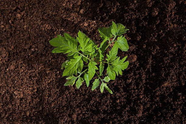 tomato plant growing out of soil stock photo