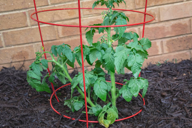 Tomato Plant in a Cage in a Home Vegetable Garden stock photo