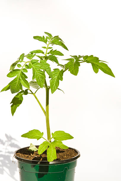 tomato plant stock photo