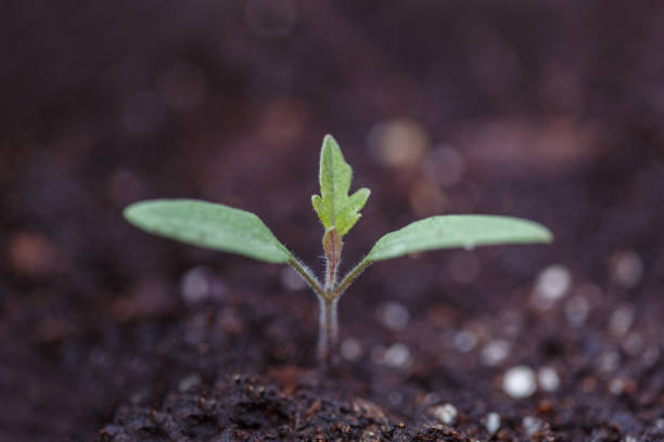 Tomato Seedling - Young vegetable start in soil, cotyledons, copy space stock photo
