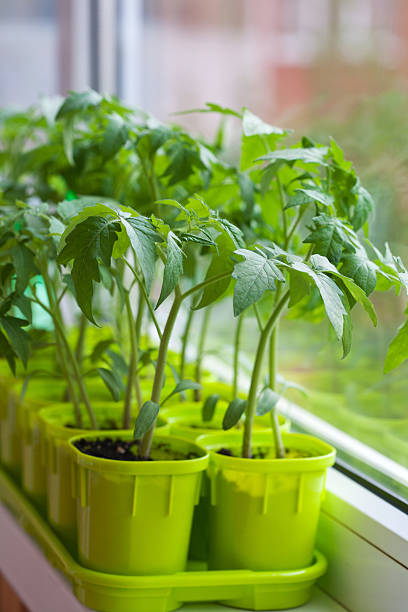 Tomato seedlings in pots on the window stock photo