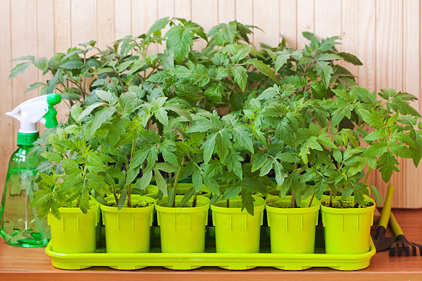 Tomato seedlings in pots stock photo