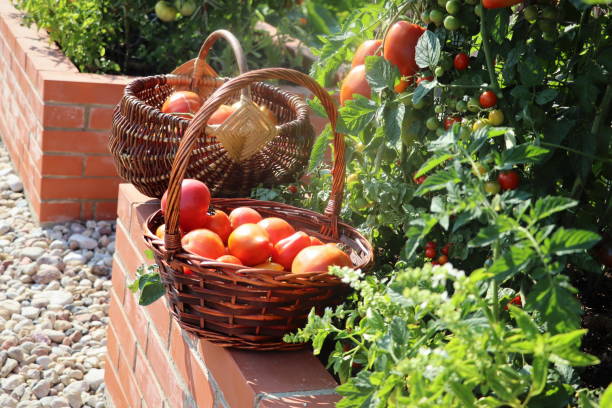 Tomatoes harvesting. Raised beds gardening in an urban garden growing plants herbs spices berries and vegetables. A modern getable garden with raised bricks beds stock photo