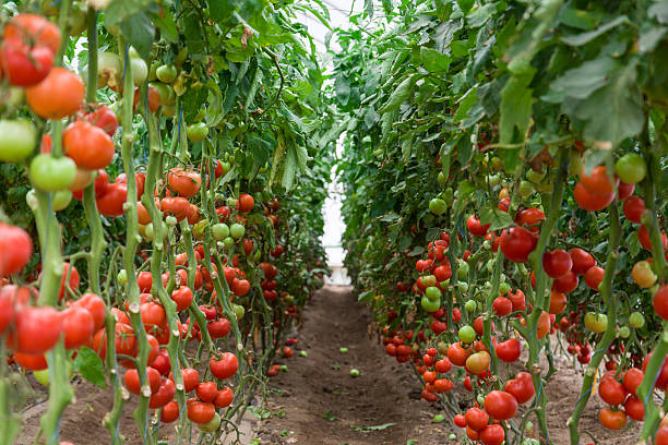 Tomatoes in a greenhouse stock photo