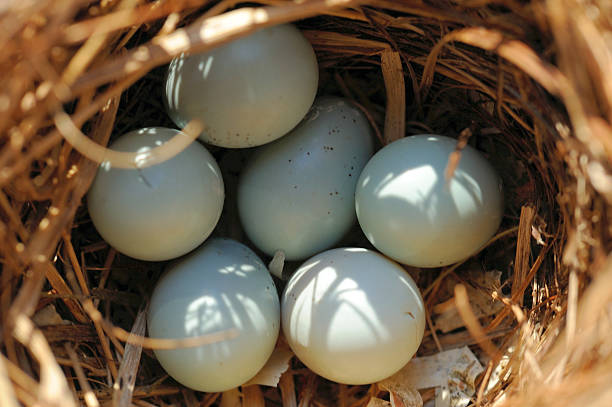 Tomtit's nest stock photo