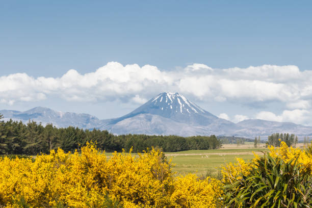 Tongariro National Park panorama with Tongariro and Ngauruhoe volcanoes Tongariro National Park panorama with Tongariro and Ngauruhoe volcanoes covered by cumulus clouds scotch broom stock pictures, royalty-free photos & images