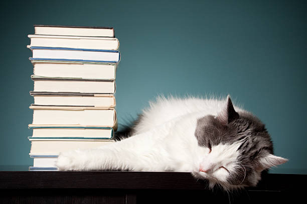 too tired to study - book cat imagens e fotografias de stock