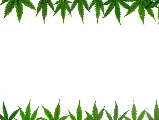 Marijuana Leaf Border Stock Photos, Pictures & Royalty-Free Images - iStock