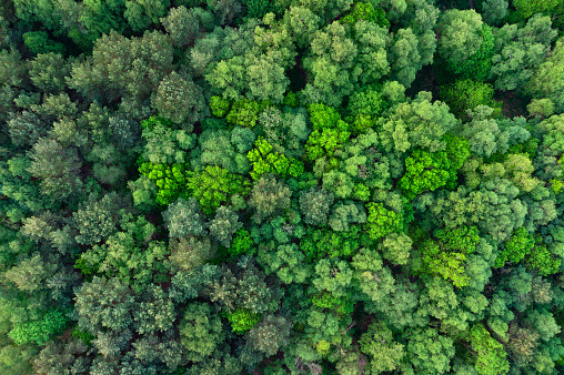 Top down aerial view of deciduous trees in forest, Cannock Chase, Staffordshire, England, UK