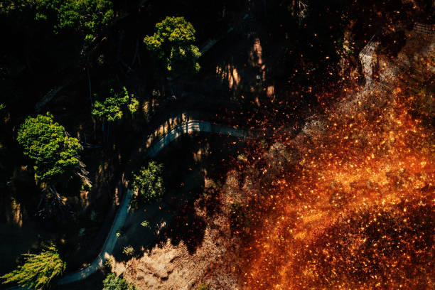 top down aerial view of forest fire in shrubs and trees next to a path in the forest - fire portugal imagens e fotografias de stock