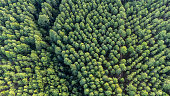 istock Top Down View Of Pine Tree Plantation 1335166121