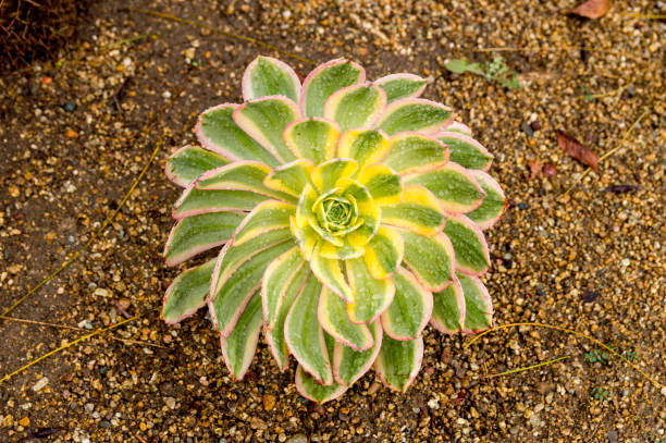 Top Down View of Succulent Plant Growing in San Diego California This is a top down view of a succulent plant growing in San Diego, California.  This shot was taken during a very a raining spring so this plant had plent of opportunity to absorb lots of water and grow bright. has san hawkins stock pictures, royalty-free photos & images
