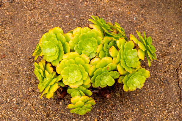 vista de arriba abajo de la planta suculenta creciendo en san diego california - has san hawkins fotografías e imágenes de stock