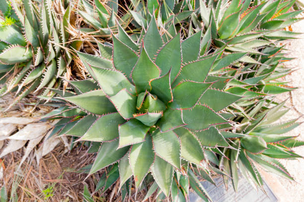top down widok soczyste roślin rośnie w san diego california - has san hawkins zdjęcia i obrazy z banku zdjęć