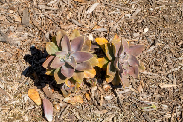 vista de top down de la planta suculenta que crece en san diego california - has san hawkins fotografías e imágenes de stock