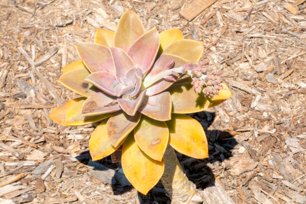 Top Down View of Succulent Plant Growing in San Diego California This is a top down view of a succulent plant growing in San Diego, California.  This shot was taken near the walkways along the San Diego Harbor. has san hawkins stock pictures, royalty-free photos & images