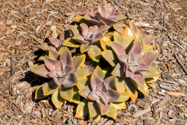 vista de top down de la planta suculenta que crece en san diego california - has san hawkins fotografías e imágenes de stock