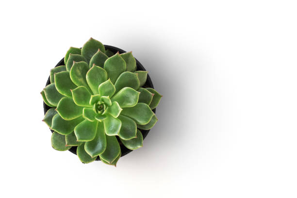 bovenaanzicht cactus plant in pot isoleren op witte achtergrond - boven stockfoto's en -beelden