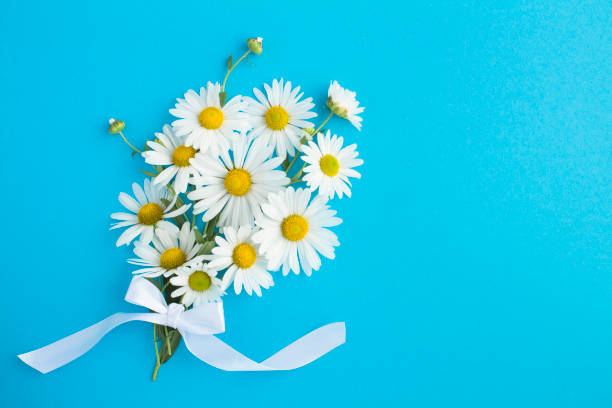 Top view of bouquet of white chamomile on the blue  background. Copy space Close-up. stock photo