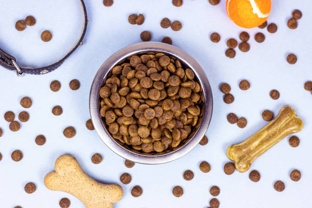 Top view of brown biscuit bones and crunchy organic kibble pieces for dog feed with black collar on light blue background. Healthy dry pet food concept stock photo