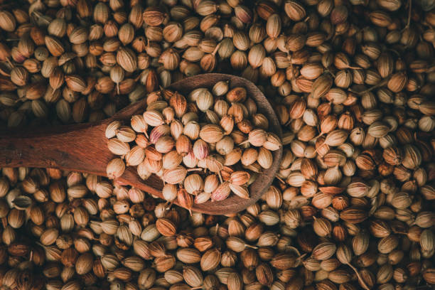 Top view of dried coriander fruits also known as coriander seeds. Top view of dried coriander fruits also known as coriander seeds. coriander seed stock pictures, royalty-free photos & images