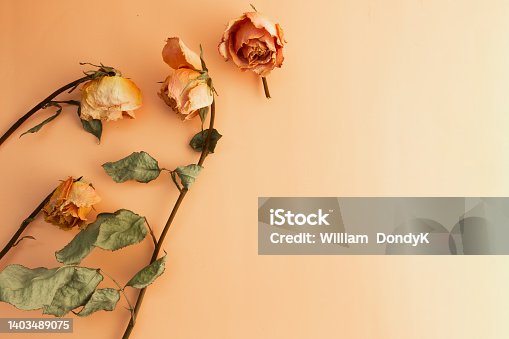istock top view of dried roses on light background with copy space 1403489075
