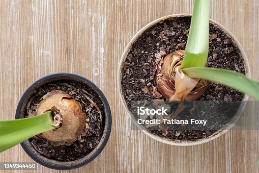 istock Top view of dry bulbs of Amaryllis or hippeastrum before winter storing on wooden background 1349344450