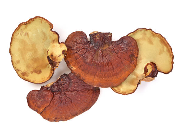 Top view of ganoderma lucidum isolated on white background Top view of  Ganoderma lucidum isolated on white background. lingzhi stock pictures, royalty-free photos & images