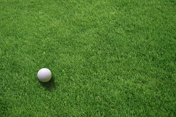 Top View of Golf Ball lying on Grass stock photo