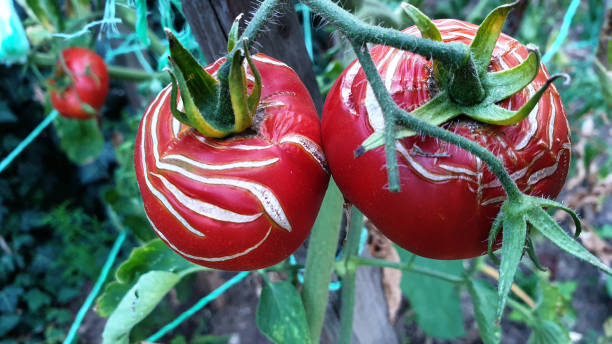 Top view of growing ripe red tomatoes with cracked surface look like white scars closeup. Bunch of tomato vegetables in kitchen garden at harvest time. Organic vegetable gardening. Natural textures. stock photo