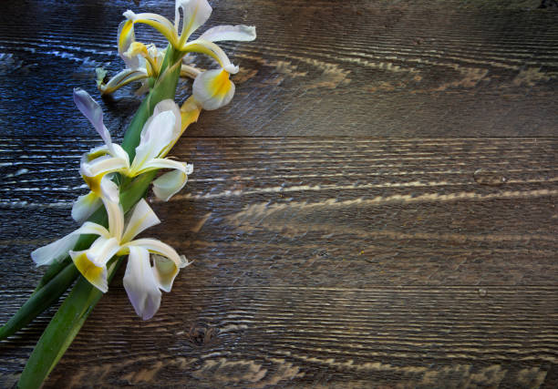 Top view of Iris Flowers on Natural Wood Surface with copy space stock photo