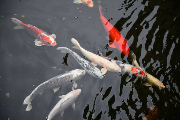 Top view of Japanese koi fishes swim in clean transparent pond water. Red and white big carps swim underwater in lake. Aquatic waving dark water texture. Natural background with fishes in water. stock photo