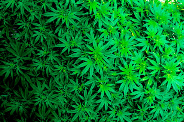 Top view of marijuana plant canopy stock photo